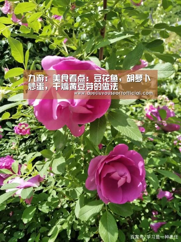 九游:美食看点:豆花鱼,胡萝卜炒蛋,干煸黄豆芽的做法(图1) 九游